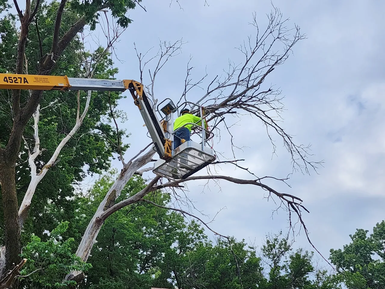 Safe and Smart Solutions for Every Tree Removal Project